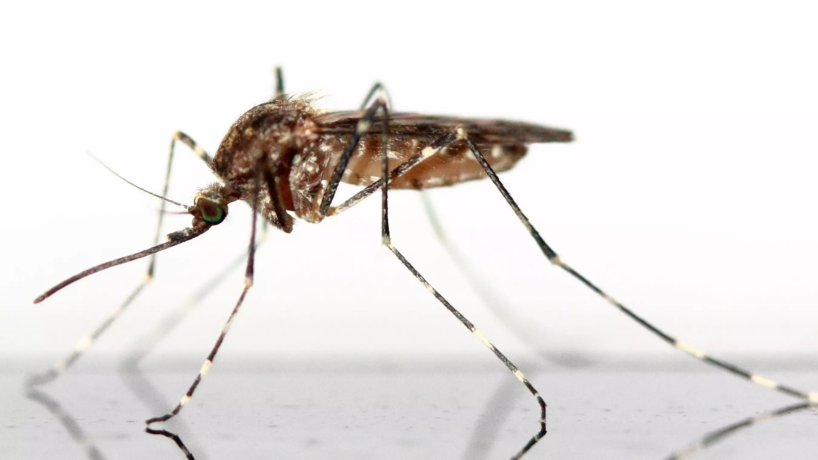 Зоолог рассказал, стоит ли опасаться новых вирусов от укуса комара и клеща в Ростове